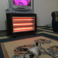 Siyam Kedisi, Kedi  Şerafettin(Şero) fotoğrafı