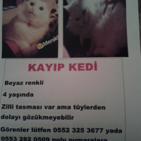 Ankara Kedisi, Kedi  pamuk fotoğrafı