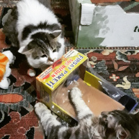 Soke, Kedi  Prenses fotoğrafı