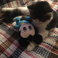 Norwegian Forest, Kedi  Cookie fotoğrafı