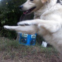 Golden Retriever, Köpek  Zerrin fotoğrafı