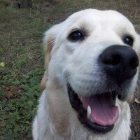 Golden Retriever, Köpek  Zerrin fotoğrafı