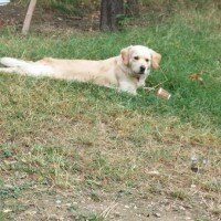 Golden Retriever, Köpek  Zerrin fotoğrafı