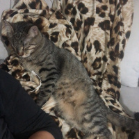 Tekir Kedi, Kedi  Miya fotoğrafı