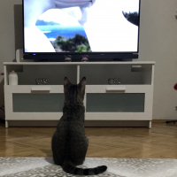 Tekir Kedi, Kedi  Miya fotoğrafı