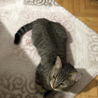 Tekir Kedi, Kedi  Miya fotoğrafı