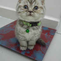 British Shorthair, Kedi  Lokum fotoğrafı