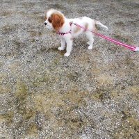 Cavalier King Charles Spanieli, Köpek  Tarçın fotoğrafı