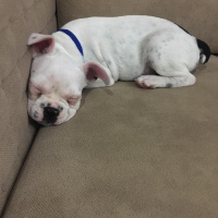 Fransız Bulldog, Köpek  Yok fotoğrafı