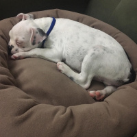 Fransız Bulldog, Köpek  Yok fotoğrafı