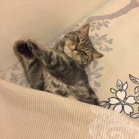 British Shorthair, Kedi  Achill fotoğrafı