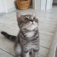 British Shorthair, Kedi  Achill fotoğrafı