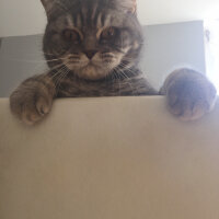 British Shorthair, Kedi  Achill fotoğrafı