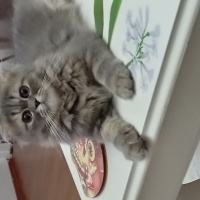 Chinchilla, Kedi  Arya fotoğrafı