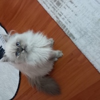 Chinchilla, Kedi  Arya fotoğrafı