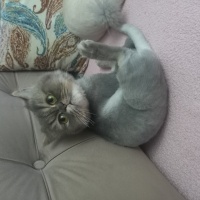 Chinchilla, Kedi  Arya fotoğrafı