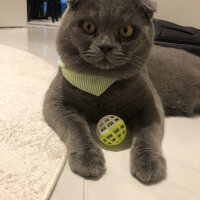 Scottish Fold, Kedi  Şakir fotoğrafı