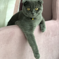 Scottish Fold, Kedi  Şakir fotoğrafı