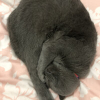 Scottish Fold, Kedi  Şakir fotoğrafı