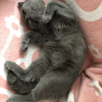 Scottish Fold, Kedi  Şakir fotoğrafı