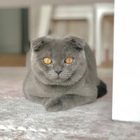 Scottish Fold, Kedi  Şakir fotoğrafı