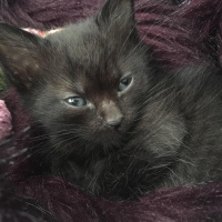 Sibirya Kedisi, Kedi  Şero fotoğrafı