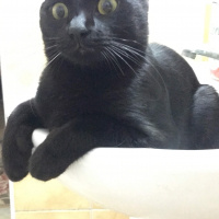 Sibirya Kedisi, Kedi  Şero fotoğrafı