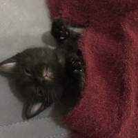 Sibirya Kedisi, Kedi  Şero fotoğrafı
