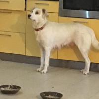 İngiliz Setter, Köpek  Bebişler Yuva Arıyor fotoğrafı