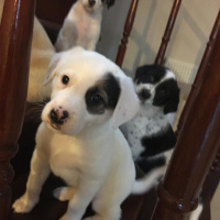 İngiliz Setter, Köpek  Bebişler Yuva Arıyor fotoğrafı