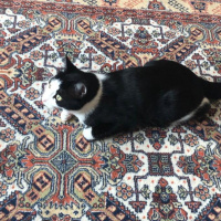 Tekir Kedi, Kedi  Atiba fotoğrafı
