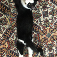 Tekir Kedi, Kedi  Atiba fotoğrafı