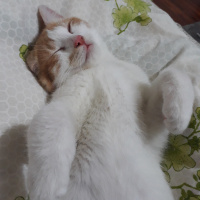Tekir Kedi, Kedi  Miço fotoğrafı