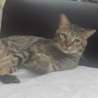 Tekir Kedi, Kedi  ROKA fotoğrafı