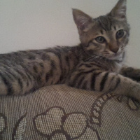 Tekir Kedi, Kedi  ROKA fotoğrafı