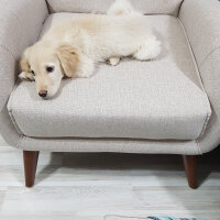 Golden Retriever, Köpek  Köpük fotoğrafı