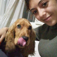Amerikan Cocker Spaniel, Köpek  Tesla fotoğrafı