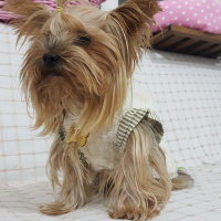 Yorkshire Terrier, Köpek  Yorgo fotoğrafı