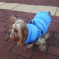 Yorkshire Terrier, Köpek  Yorgo fotoğrafı