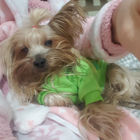 Yorkshire Terrier, Köpek  Yorgo fotoğrafı