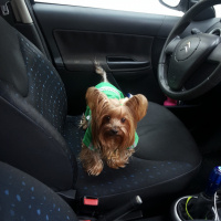 Yorkshire Terrier, Köpek  Yorgo fotoğrafı