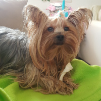 Yorkshire Terrier, Köpek  Yorgo fotoğrafı