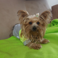 Yorkshire Terrier, Köpek  Yorgo fotoğrafı