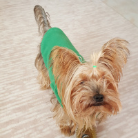 Yorkshire Terrier, Köpek  Yorgo fotoğrafı