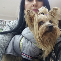 Yorkshire Terrier, Köpek  Yorgo fotoğrafı