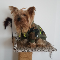 Yorkshire Terrier, Köpek  Yorgo fotoğrafı