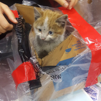 Van Kedisi, Kedi  Caş fotoğrafı