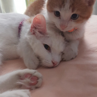 Van Kedisi, Kedi  Caş fotoğrafı