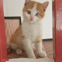 Van Kedisi, Kedi  Caş fotoğrafı