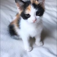 Tekir Kedi, Kedi  DEVA fotoğrafı